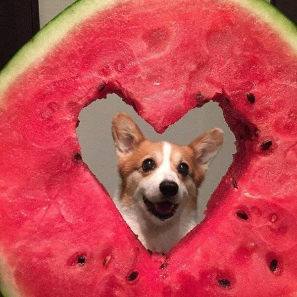 Funny Animals (55 pics)