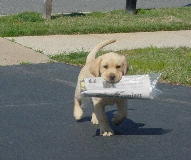 Animals Bring "Treasures" (19 pics) Animals Bring "Treasures" (19 pics)