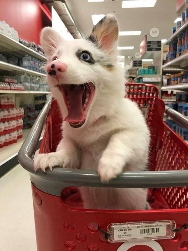 Funny Animals (55 pics)
