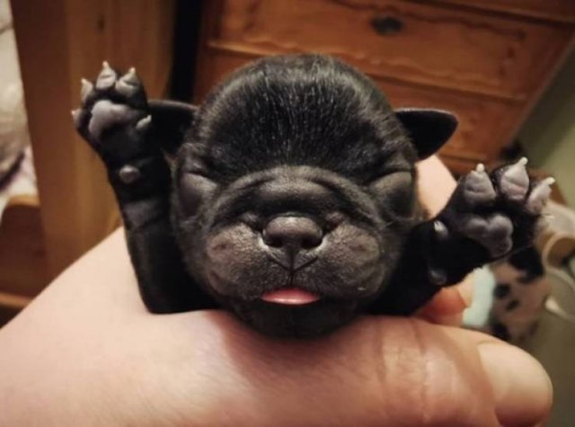 Funny Animals (55 pics)