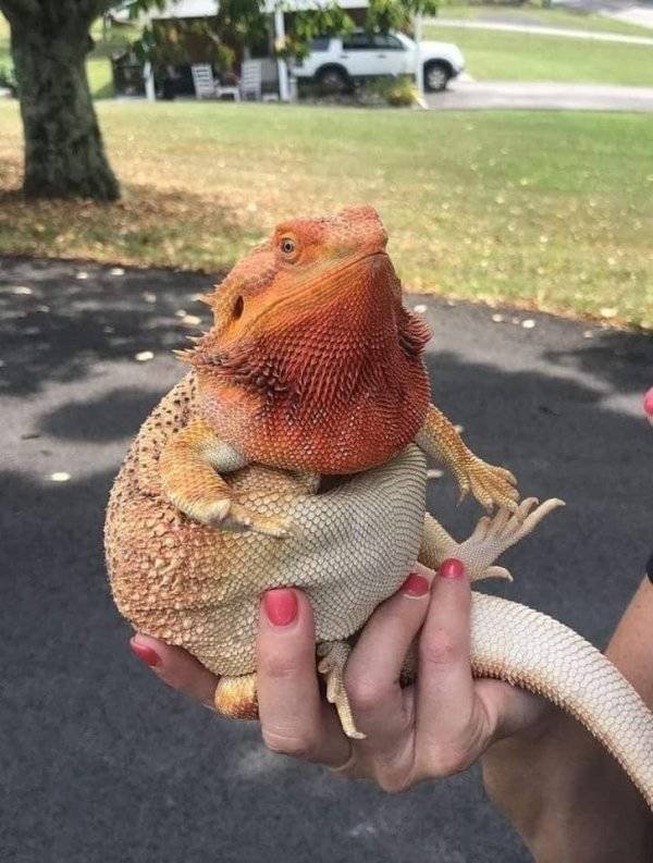 Funny Animals (55 pics)