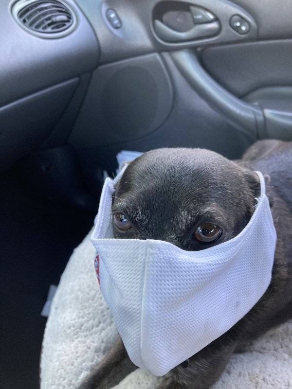 Funny Animals (55 pics)