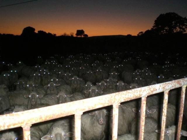 Creepy Photos (46 pics)