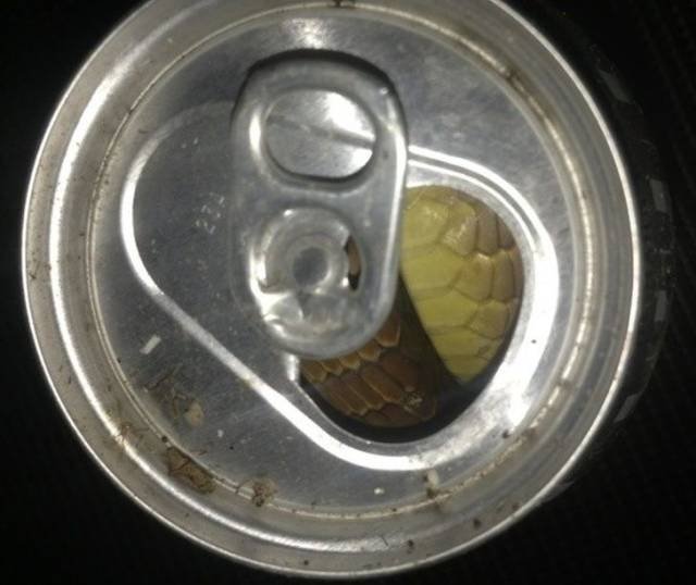Scary Finds (34 pics)