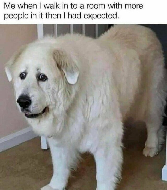 Memes For Introverts (48 pics)