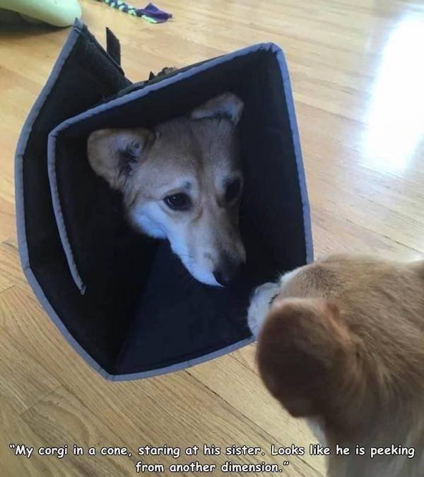 Funny Animals (42 pics)