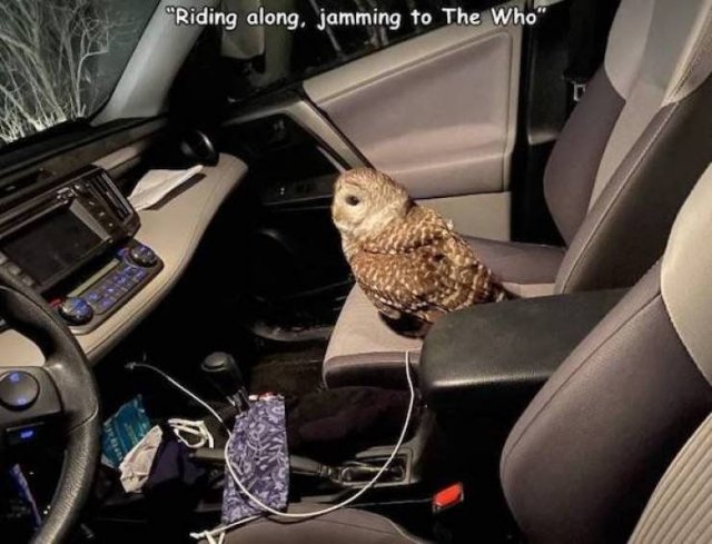 Funny Animals (42 pics)
