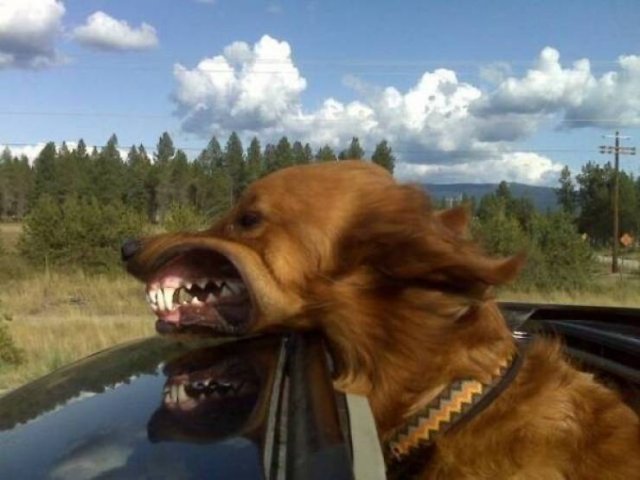 Funny Animals (42 pics)