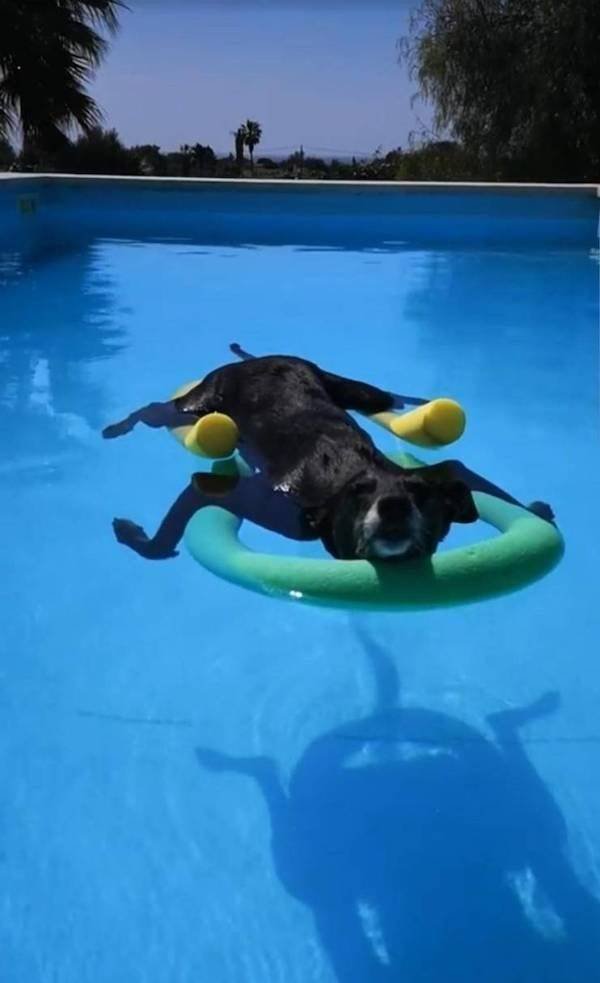 Funny Animals (42 pics)
