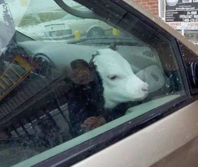 Funny Animals (42 pics)