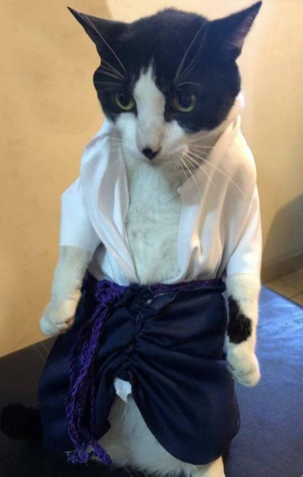 Funny Animals (42 pics)