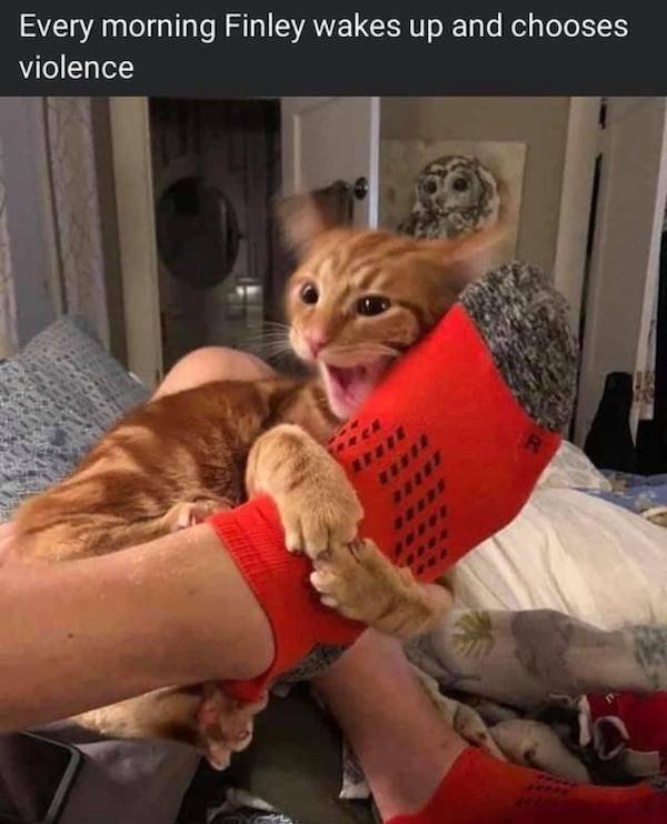 Funny Animals (42 pics)