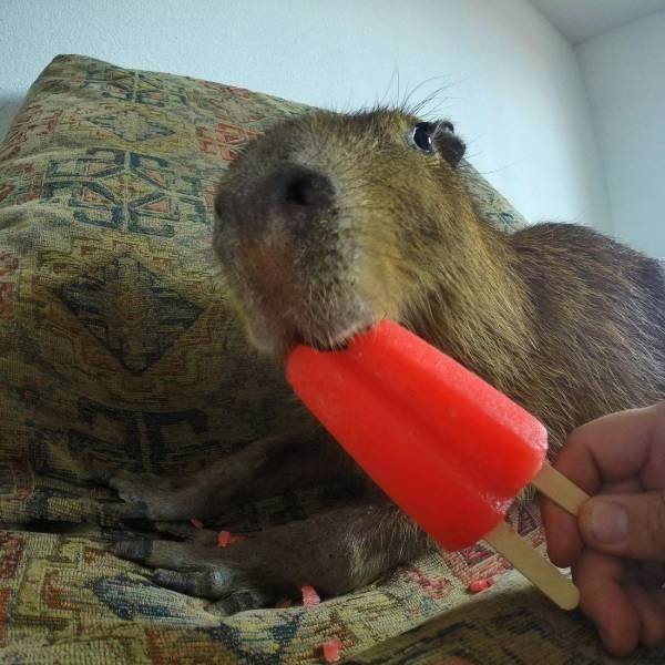Funny Animals (42 pics)