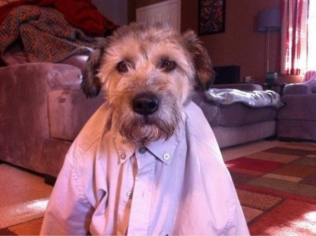 Funny Animals (42 pics)