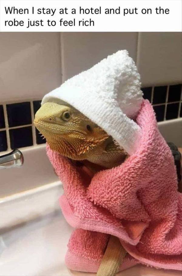 Funny Animals (42 pics)