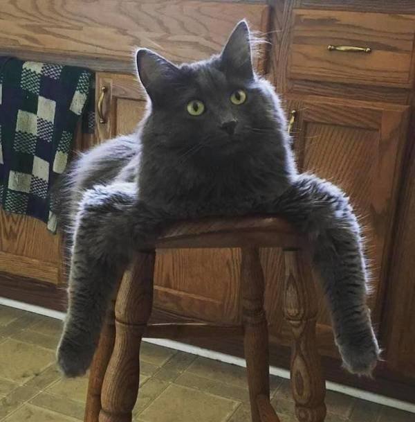 Funny Animals (42 pics)