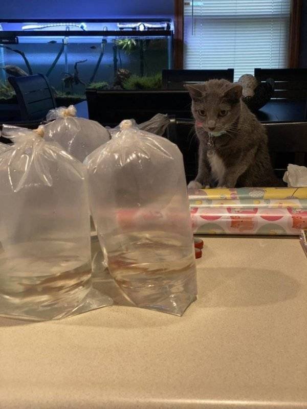 Funny Animals (62 pics)