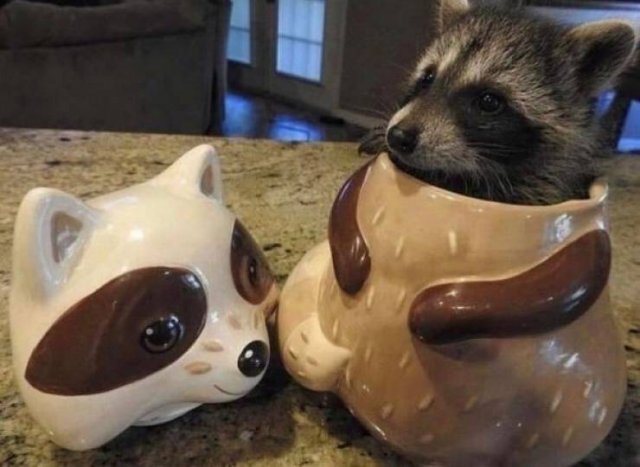 Funny Animals (62 pics)