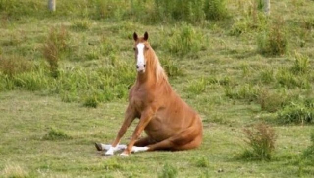 Funny Animals (62 pics)