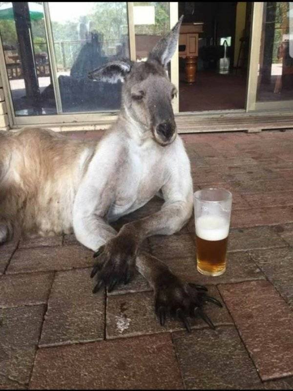 Funny Animals (62 pics)