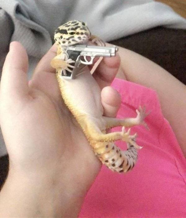 Funny Animals (62 pics)