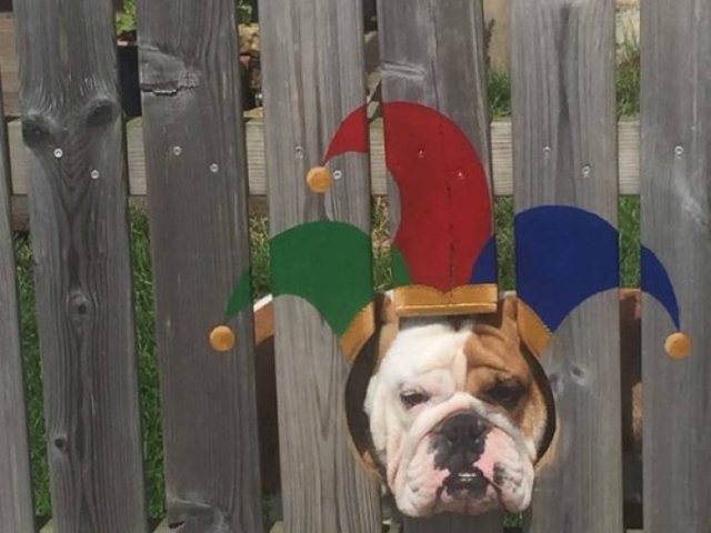 Funny Animals (62 pics)