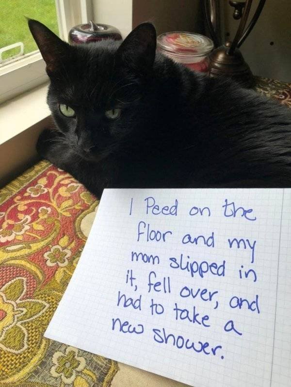 Funny Animals (62 pics)