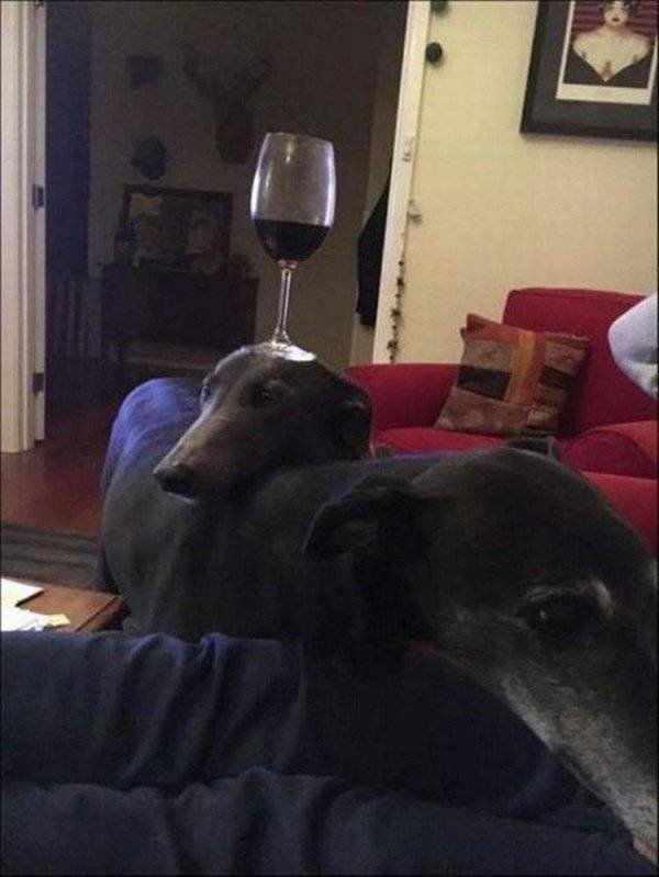 Funny Animals (62 pics)