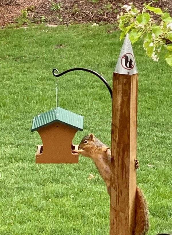Funny Animals (62 pics)