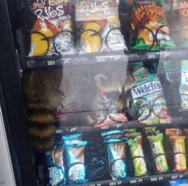 Funny Animals (62 pics)