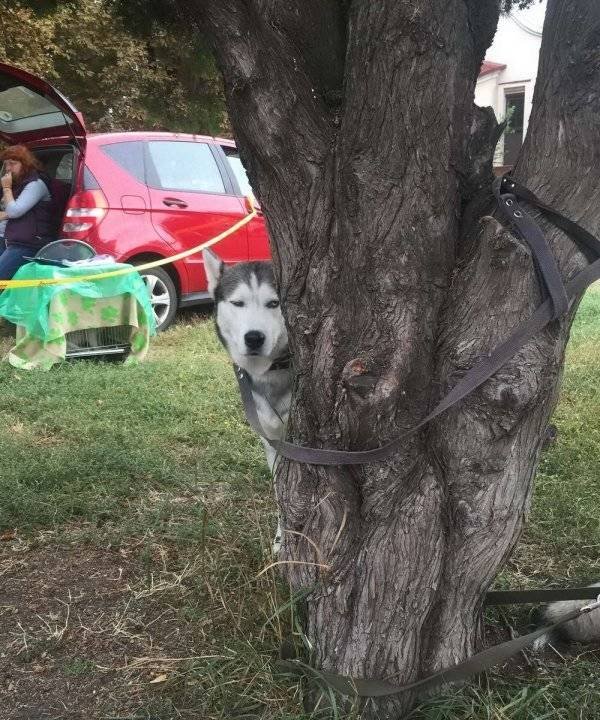 Funny Animals (62 pics)