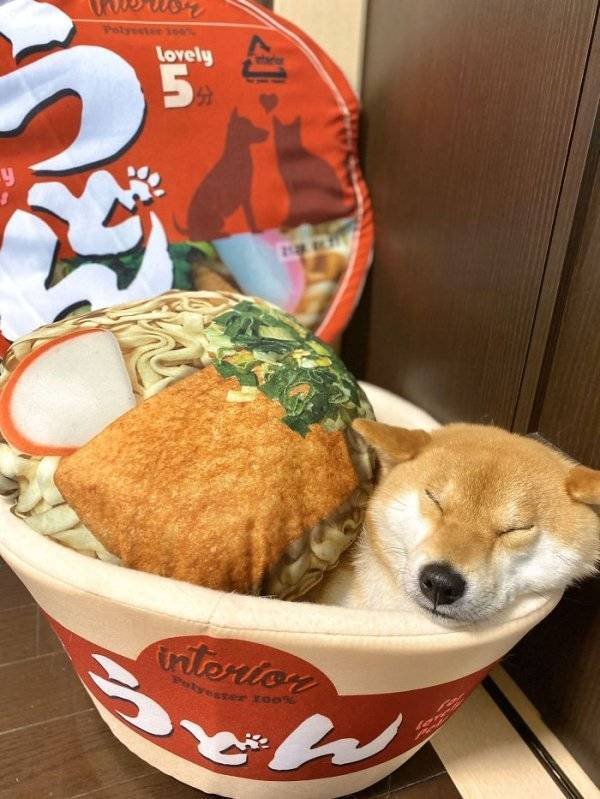 Funny Animals (62 pics)