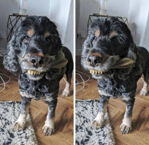 Funny Animals (62 pics)