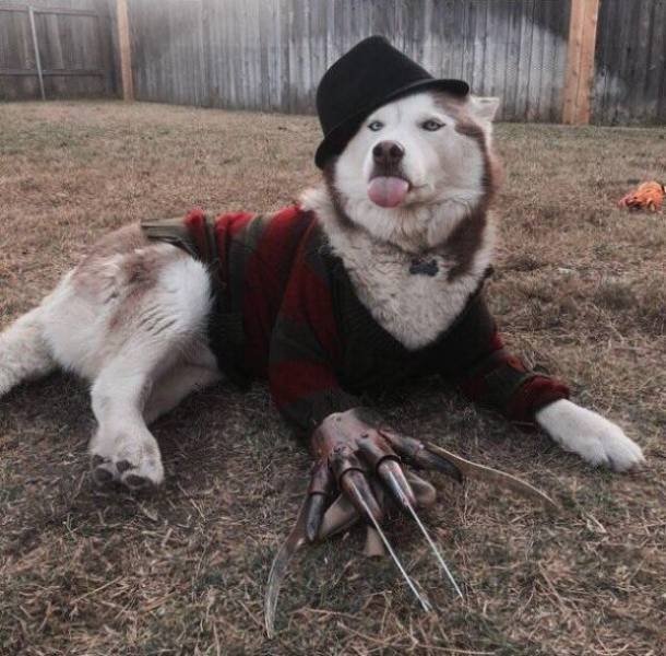 Funny Animals (62 pics)