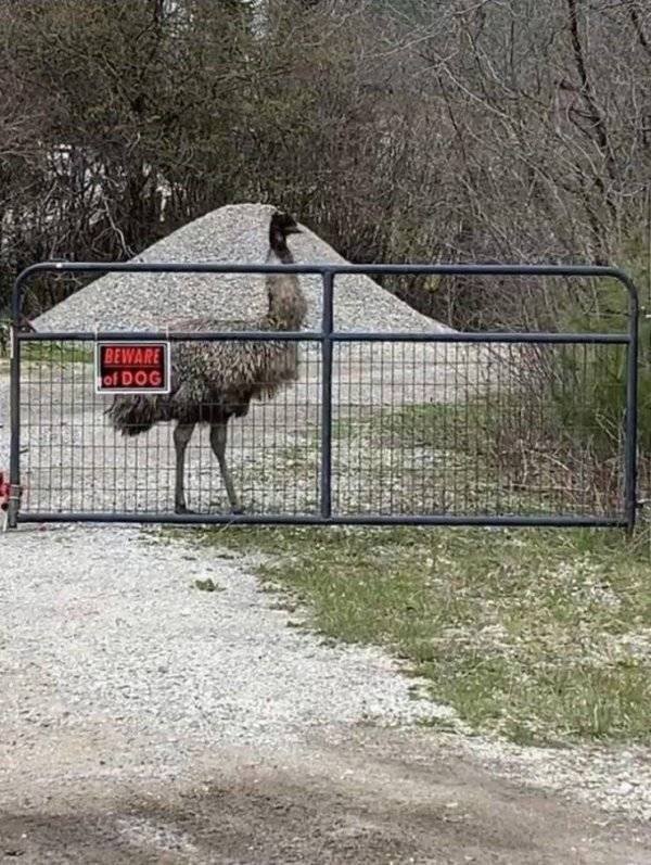 Funny Animals (62 pics)