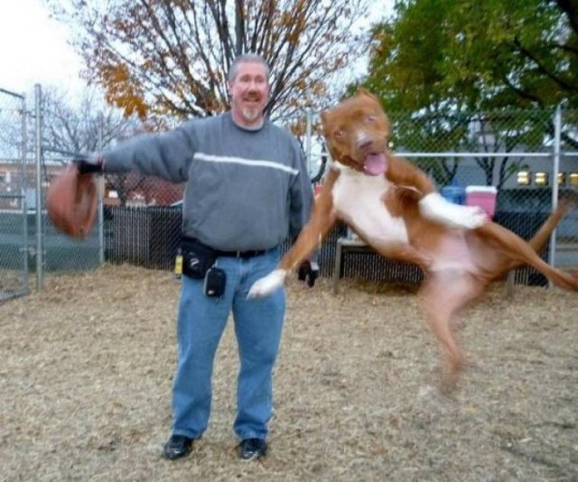 Funny Animals (62 pics)