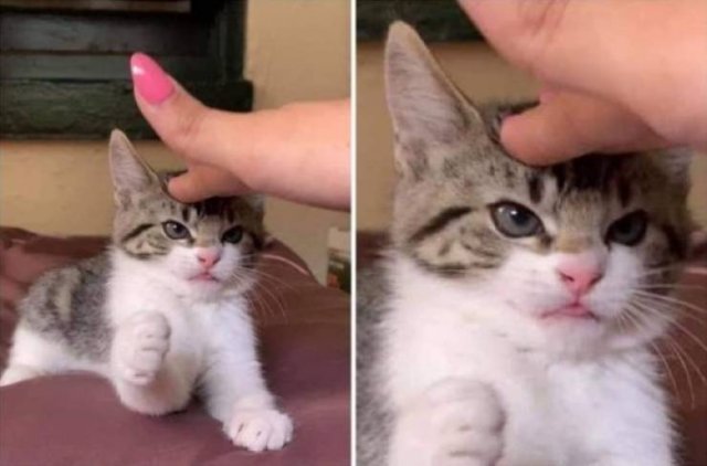 Funny Animals (62 pics)