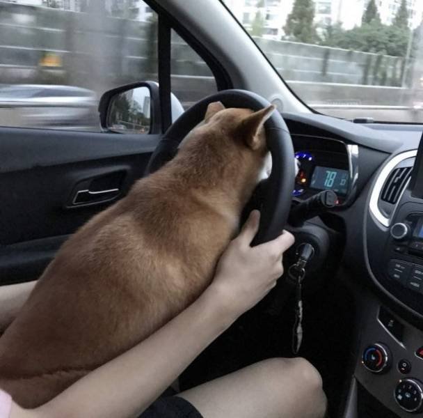 Funny Animals (62 pics)