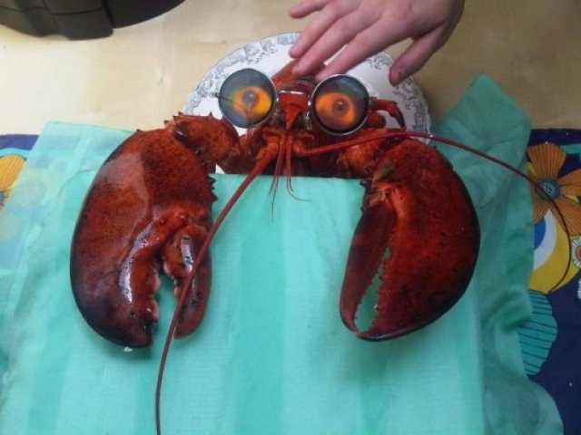 Funny Animals (62 pics)