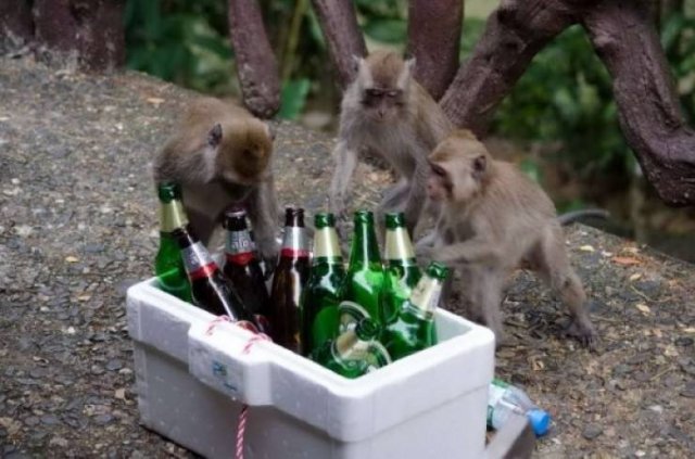 Funny Animals (62 pics)