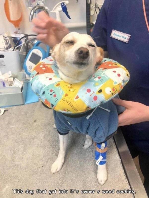 Funny Animals (62 pics)