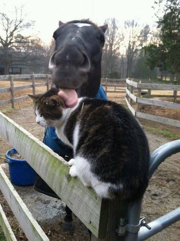 Funny Animals (62 pics)