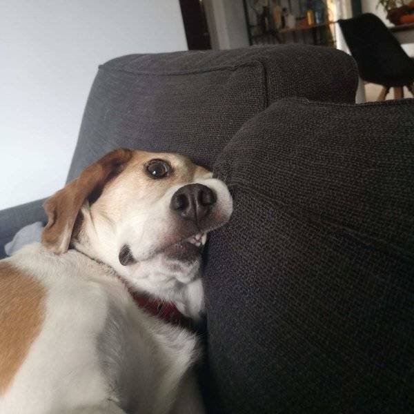Funny Animals (62 pics)