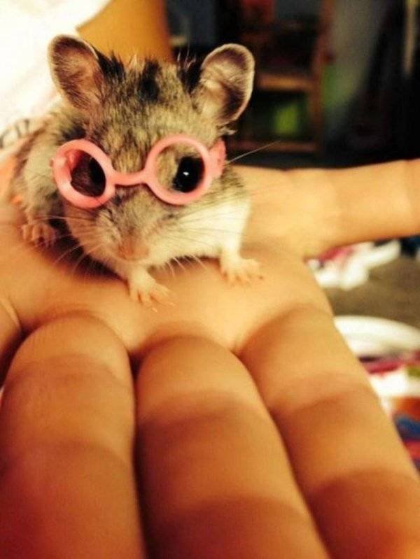 Funny Animals (62 pics)