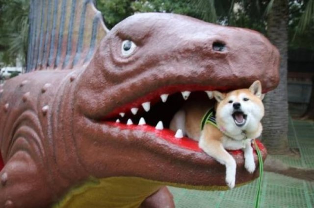 Funny Animals (62 pics)