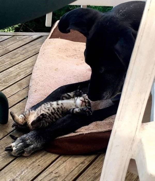 Funny Animals (62 pics)