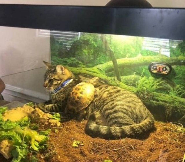 Funny Animals (62 pics)