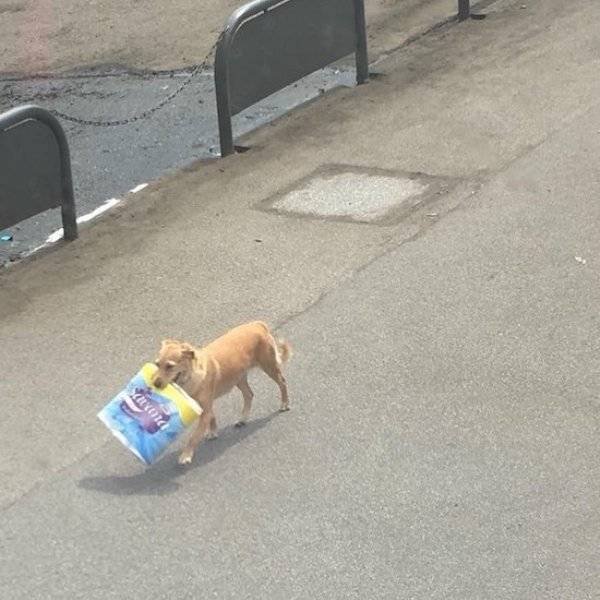 Funny Animals (62 pics)