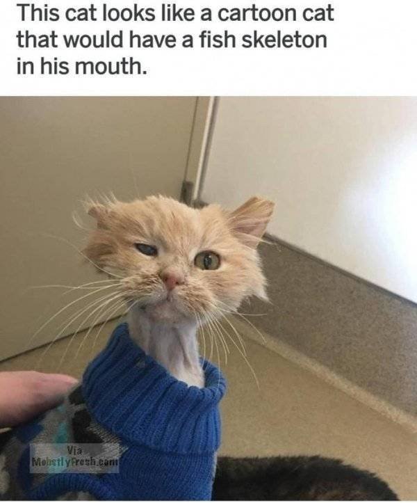 Funny Animals (62 pics)