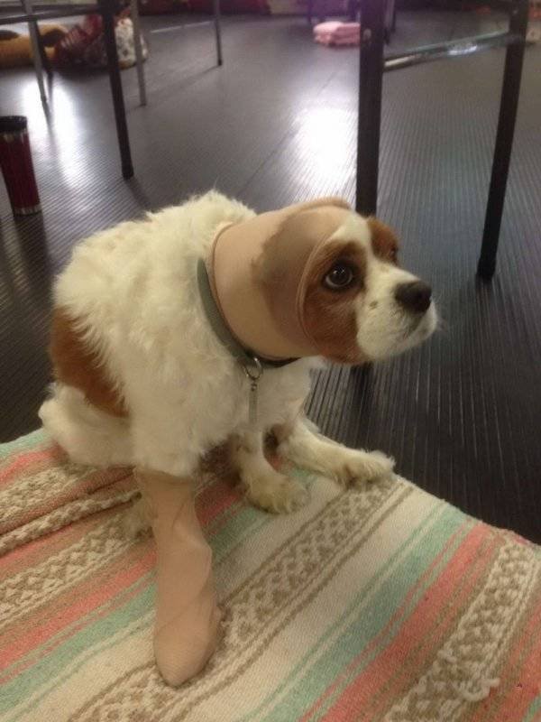 Funny Animals (62 pics)